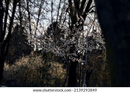 Counterlit cherry tree in bloom among bare tree in a garden
