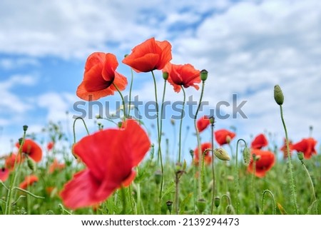 Bright red poppy flowers on the blue sky background. Beautiful summer day.