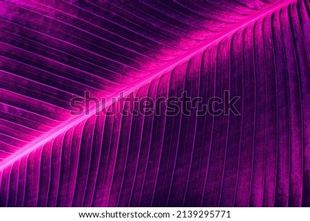 detail of palm leaf background