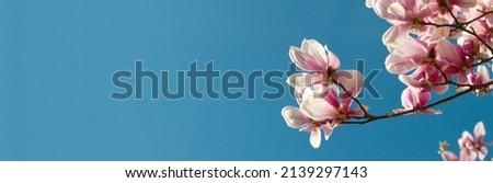 Banner of a pink magnolia flower in bloom on the right border on a large blue sky