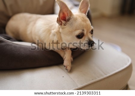 Cute mini chihuahua dog, small puppy, beige background
