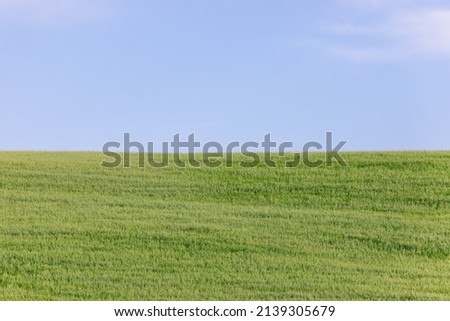 Green grass and light blue sky in the midday heat of a Tuscan summer
