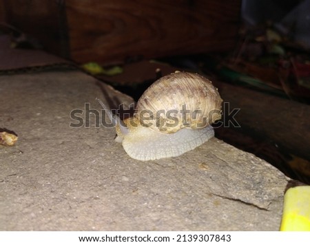 Picture of a lone snail in the dark