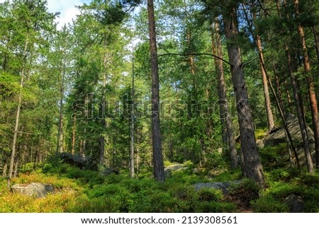 Summer forest in the Carpathians, on a mountain slope, on a sunny day
