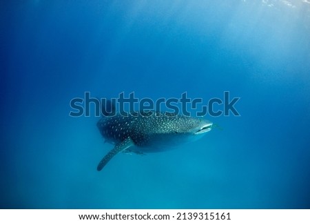 Whale Shark (Rhincodon typus) in the Blue, with Sunrays Running down from the Surface. Mafia Island, Tanzania