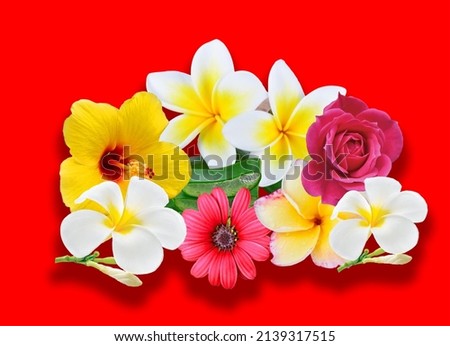 Beautiful blooming pink and white and yellow gerbera daisy flower on red background. Close-up photo.Pink dahlia flower closeup. Magnificent dahlia flower, mature flower.