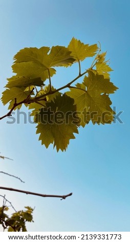 selective focus at green leaves on the vine. Vine grape plants