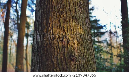 Close up on tree trunk illuminated by beam of sunlight Royalty-Free Stock Photo #2139347355