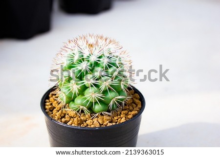 Top view of cactus Gymnocalycium variegata with green colours shape. - stock photo