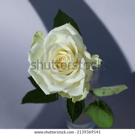 Front-top studio photo of a white rose isolated on a soft gray background