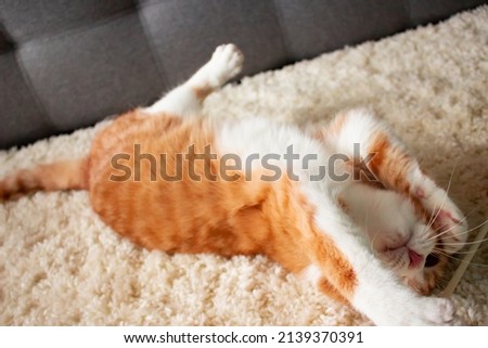 
photo of a ginger cat on a white carpet