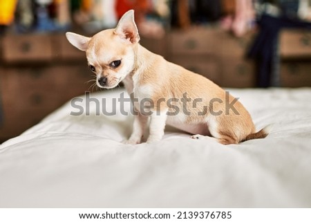 Beautiful small chihuahua puppy standing on the bed curious and happy, healthy cute babby dog at home Royalty-Free Stock Photo #2139376785