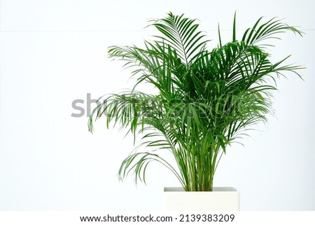 Indoor ornamental plants. Areca palm. The evergreen plant is in a pot of white color. Composition on the background of a white wall.