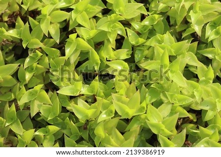 Closeup of Turtle vine  creeper plants