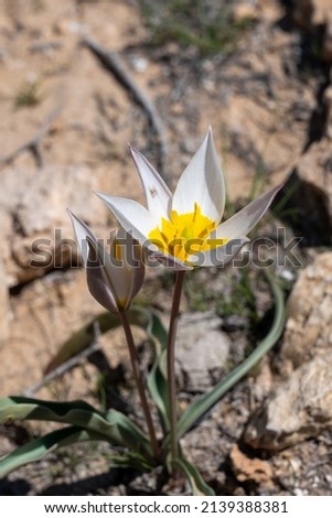 Yellow wild tulips with white blossom edge. Green sharp leaves with red tip. Green garden in blurred background, Sunny spring day. Close-up
