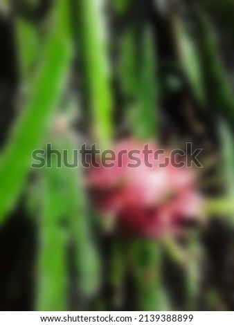 this is a photo of a dragon fruit that is red and also looks blurry, blur background, bokeh background, nature background