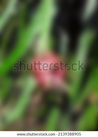 this is a photo of a dragon fruit that is red and also looks blurry