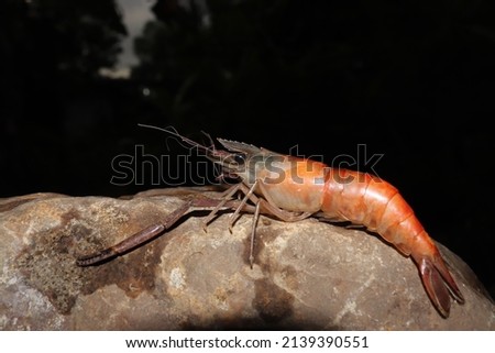 small prawns on the rock