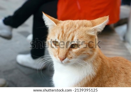 A cat sits and watches among street dwellers. Stray animals concept. Beautiful yellow cat. 