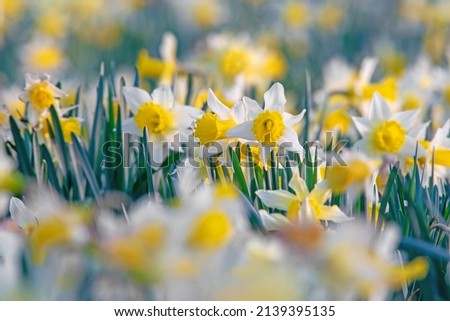 Wild Daffodils, Narcissus pseudonarcissus, selective focus,  diffused background and shallow depth of field, Dymock, The Royal Forest of Dean, Gloucestershire, UK Royalty-Free Stock Photo #2139395135