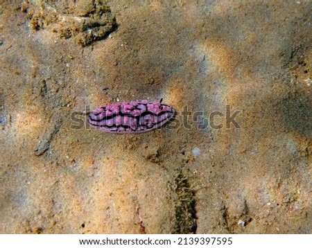 Spotted nudibranch (purple underwater slug) on the sand. Marine tropical animal. Underwater photography from snorkeling. Sea and colorful life. Travel photo, aquatic wildlife.