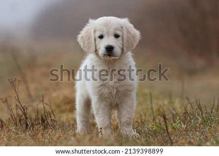 Adorable cute 9 weeks Golden Retriever fluffy puppy Royalty-Free Stock Photo #2139398899