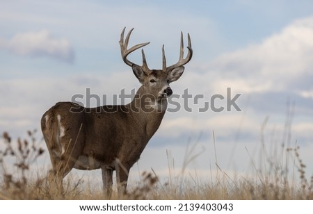 Whitetail Deer Buck in the Fall Rut in Colorado Royalty-Free Stock Photo #2139403043