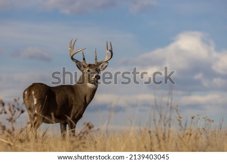Whitetail Deer Buck in the Fall Rut in Colorado Royalty-Free Stock Photo #2139403045