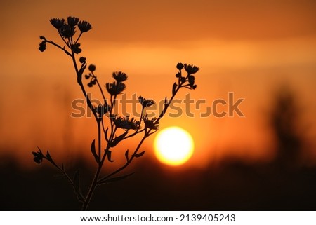 Dark silhouettes of wild flowers against bright colorful sunset sky with setting sun light
