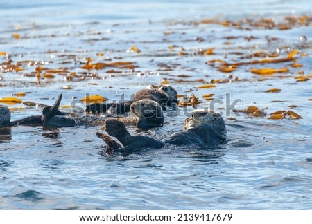 Sea otters floating in the waters of Monterrey Bay, California.