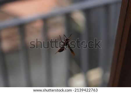 black wasp on window with bokeh blur background