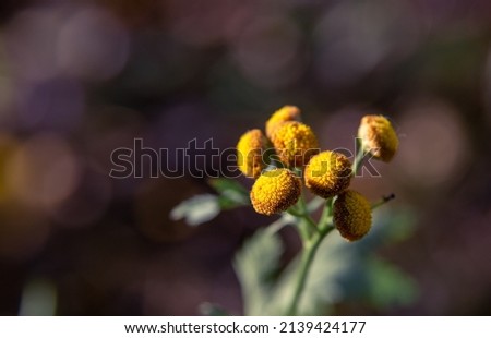 small yellow flowers. macro photography. close-up. background on the desktop. beautiful wallpaper