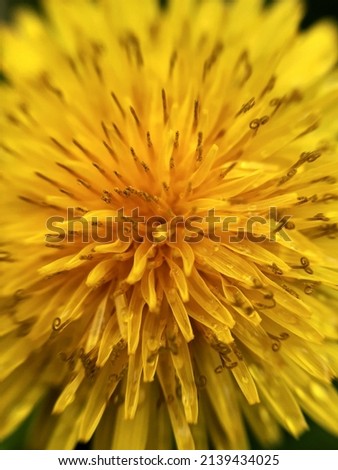 Yellow dandelion flower close up. Dandelion flower macro photography.