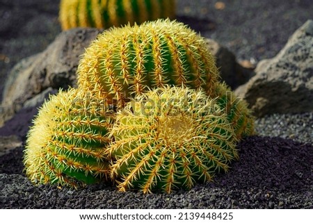 Photography of a green and yellow colored Cactus with large spikes