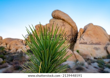 Landscape of Joshua Tree National Park with blue sky background and close up of tree. 