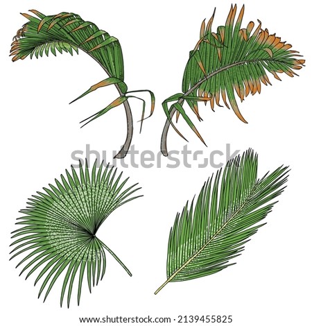 Hand drawn tropical palm leaves and jungle plants, realistic set of tropical leaves Very detailed colorful plant collection. Botanical elements for beauty care products. Vector. 