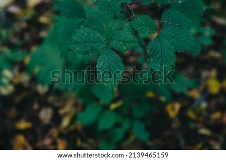 Green leaves on branch close up in dark forest. Autumn photo. Blurred background.