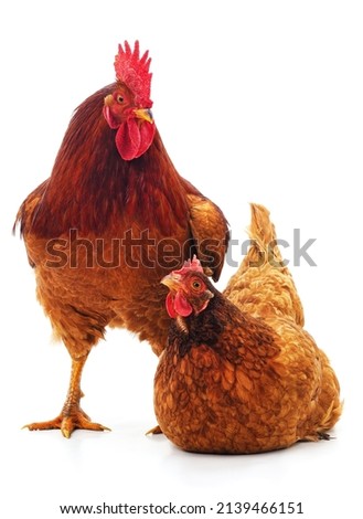Red rooster and hen isolated on a white background. Royalty-Free Stock Photo #2139466151