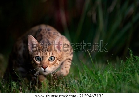 Portrait of a bengal cat on a background of green grass.  Royalty-Free Stock Photo #2139467135