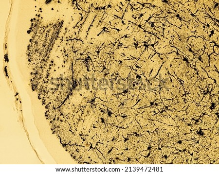 cat cerebellum cross section under the microscope - optical microscope x100 magnification Royalty-Free Stock Photo #2139472481