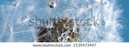 Macro nature abstract background. Beautiful dew drops on dandelion seed macro. soft background. Water drops on parachutes dandelion. Copy space. soft selective focus on water droplets. circular shape Royalty-Free Stock Photo #2139473497
