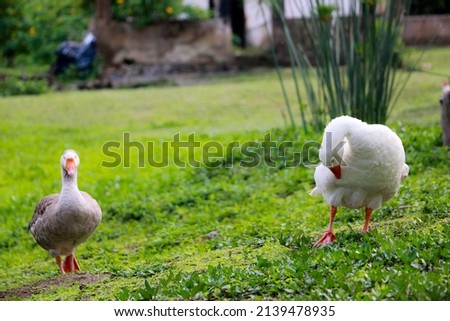 Ducks in a green field