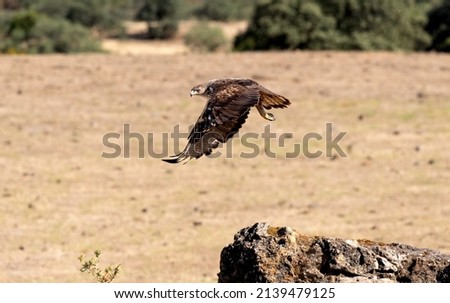 Bonelli’s eagle (Aquila fasciata) in flight 