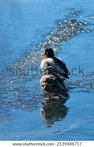 Two ducks are warming up on a frozen lake in the sunlight in switzerland, st moritz at winter