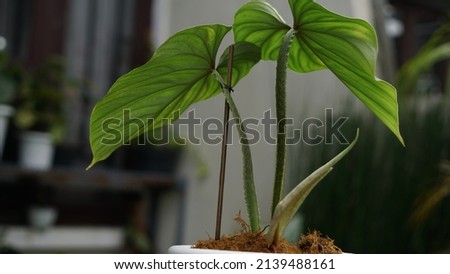 Heart shaped bicolors leaves of Philodendron plowmanii the rare exotic rainforest plant with forest ferns and various types of tropical foliage plants in ornamental garden Royalty-Free Stock Photo #2139488161