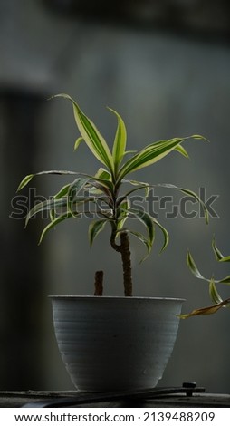 beautiful tropical plant also known as spider plant or chlorophytum comosum, Lili Paris