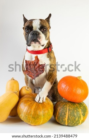 Funny Boston Terrier with pumpkins on white background