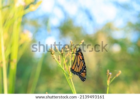 A butterfly named Monarch Butterfly that stays in the grass
