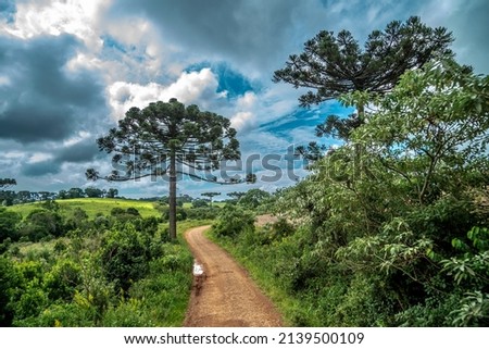 clay path in nature between forests and fields