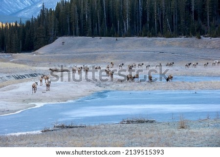 A large herd of Elk near a frozen lake. Taken in Alberta, Canada